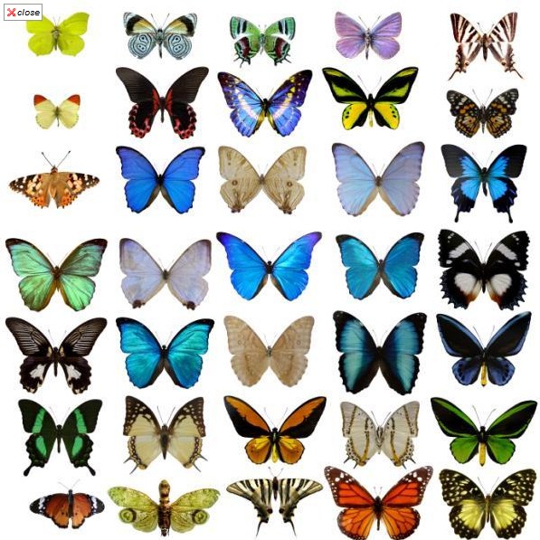 all butterflies